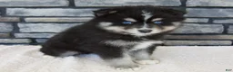 Pomsky dogs for sale: Raven - Ad 6