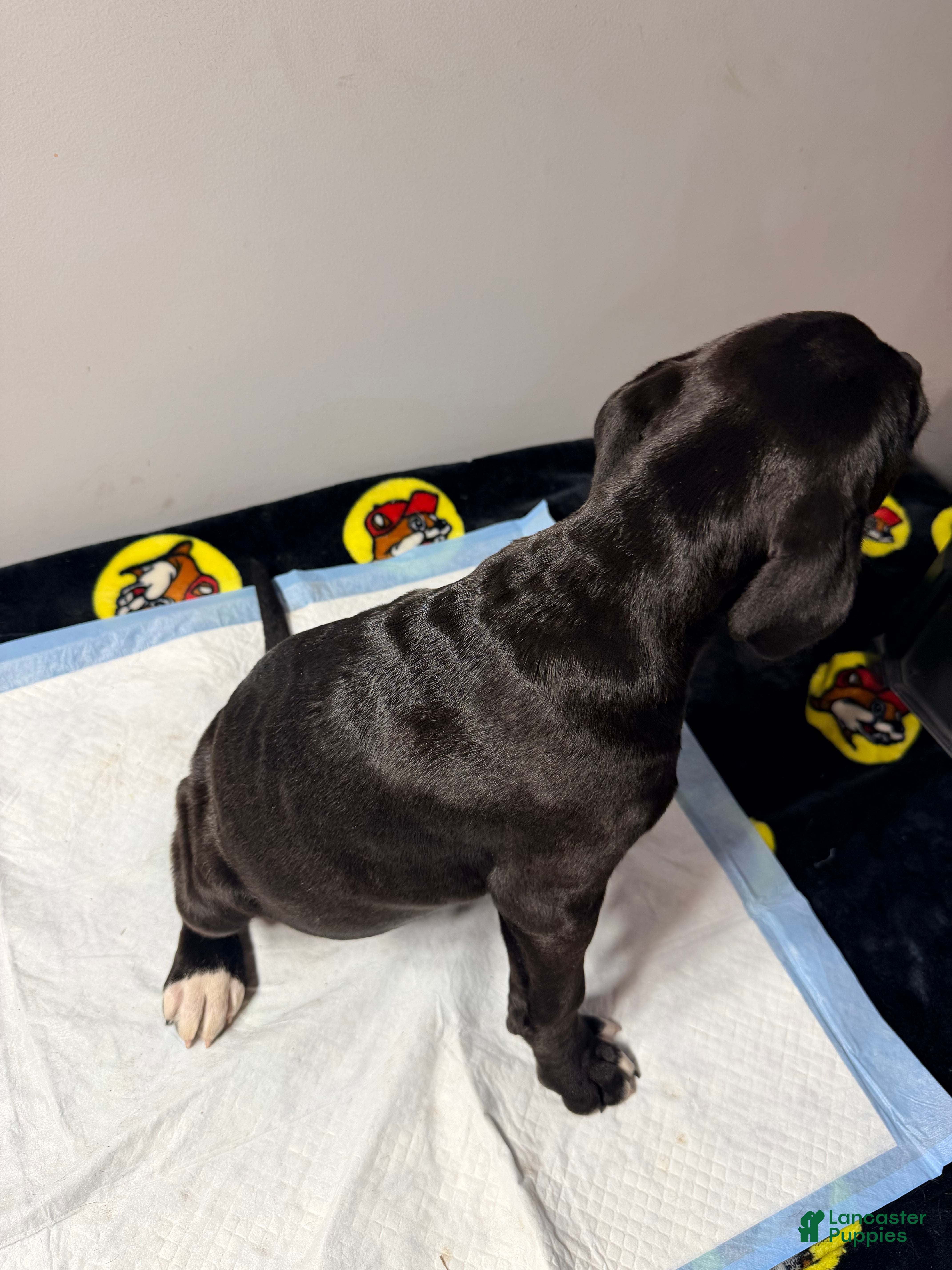 Mixed Breed dogs Lady #1 - Ad 1