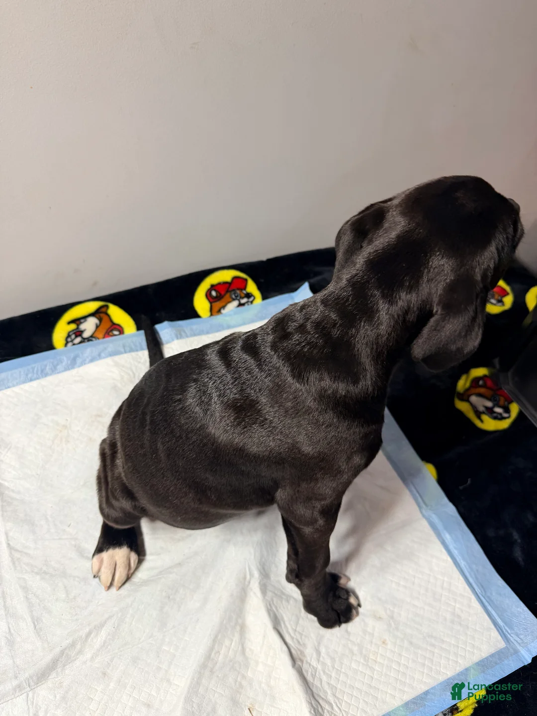 Mixed Breed dogs for sale: Lady #1 - Ad 1