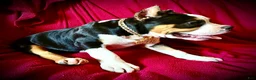 American Bully dogs for sale: American Bully Puppy 1 - Ad 19