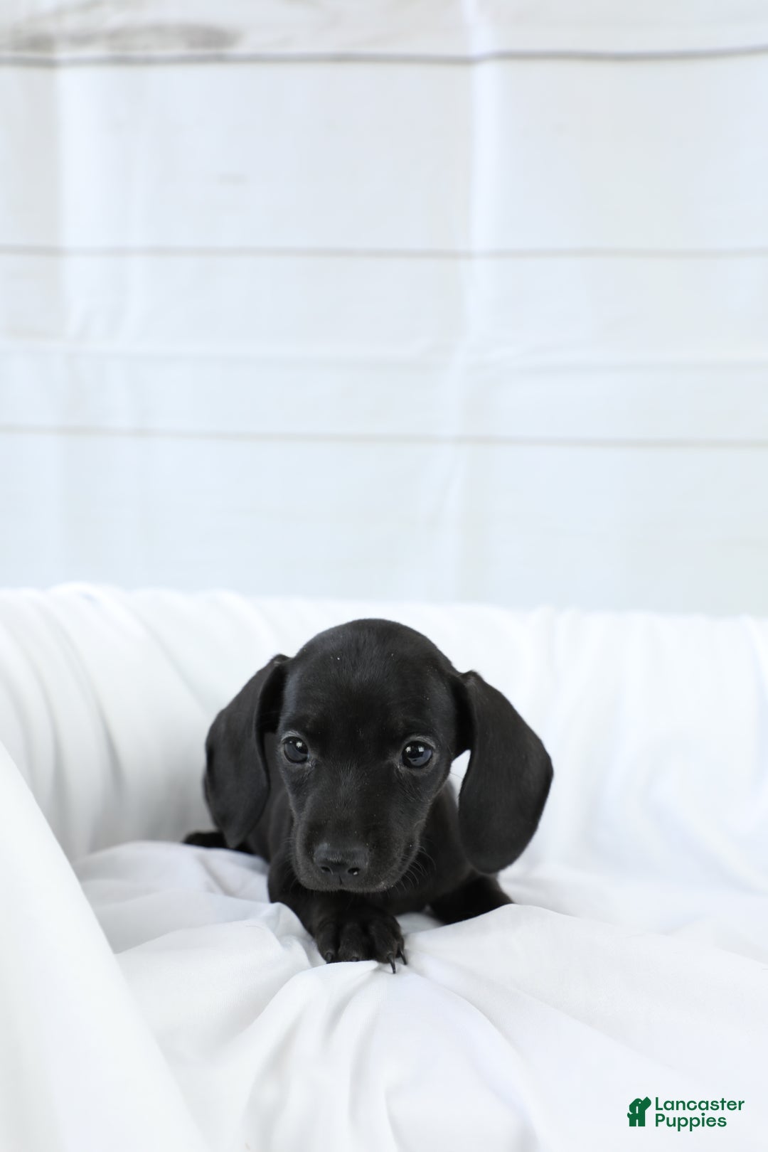 Miniature Dachshund dogs for sale: Dory - Ad 4