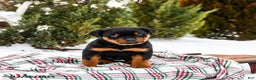 Rottweiler dogs for sale: Roxy - Ad 4
