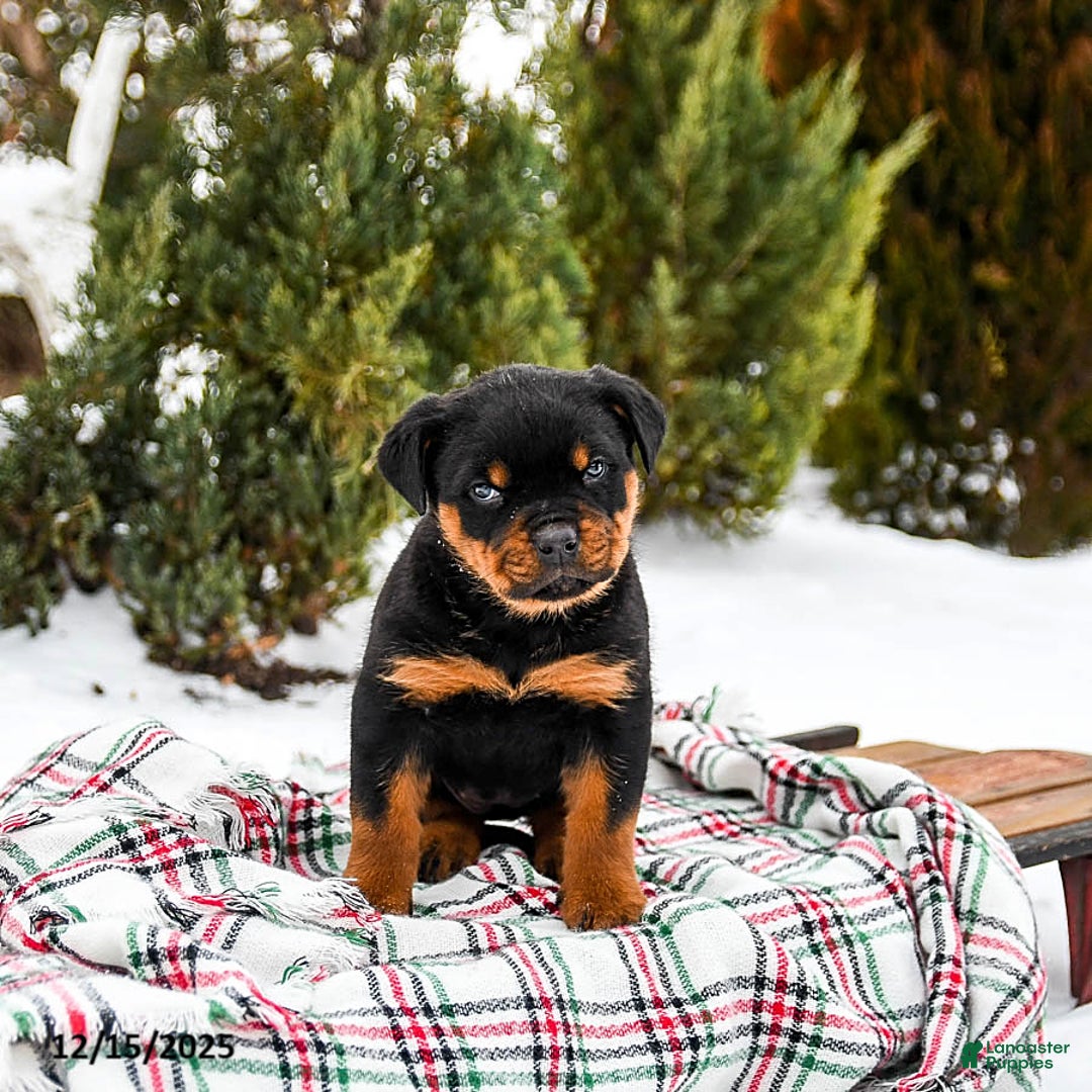 Rottweiler dogs for sale: Roxy - Ad 4