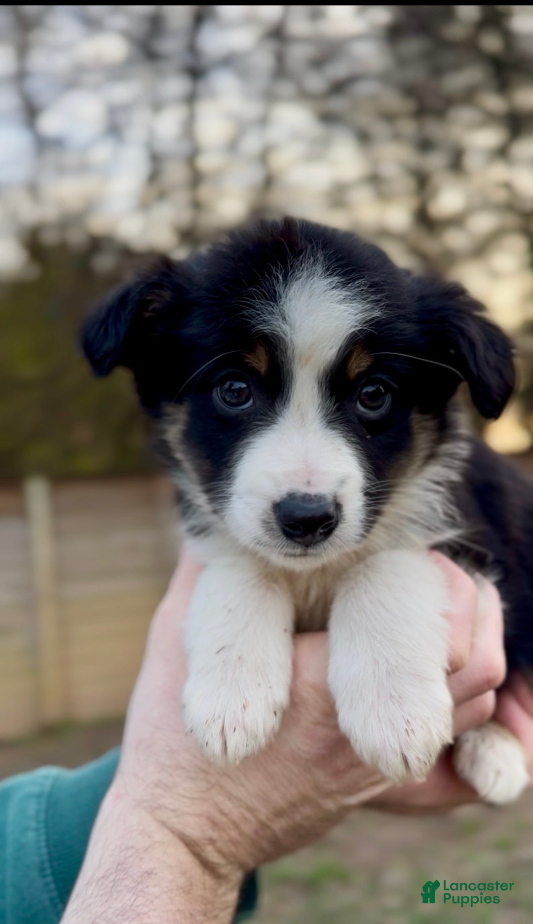 Miniature Australian Shepherd dogs for sale: Bennett - Ad 5