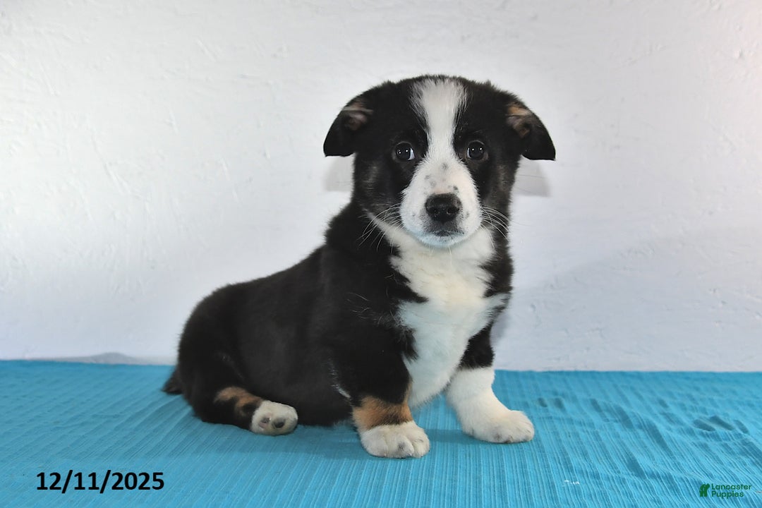 Mixed Breed dogs for sale: Tyler - Ad 5