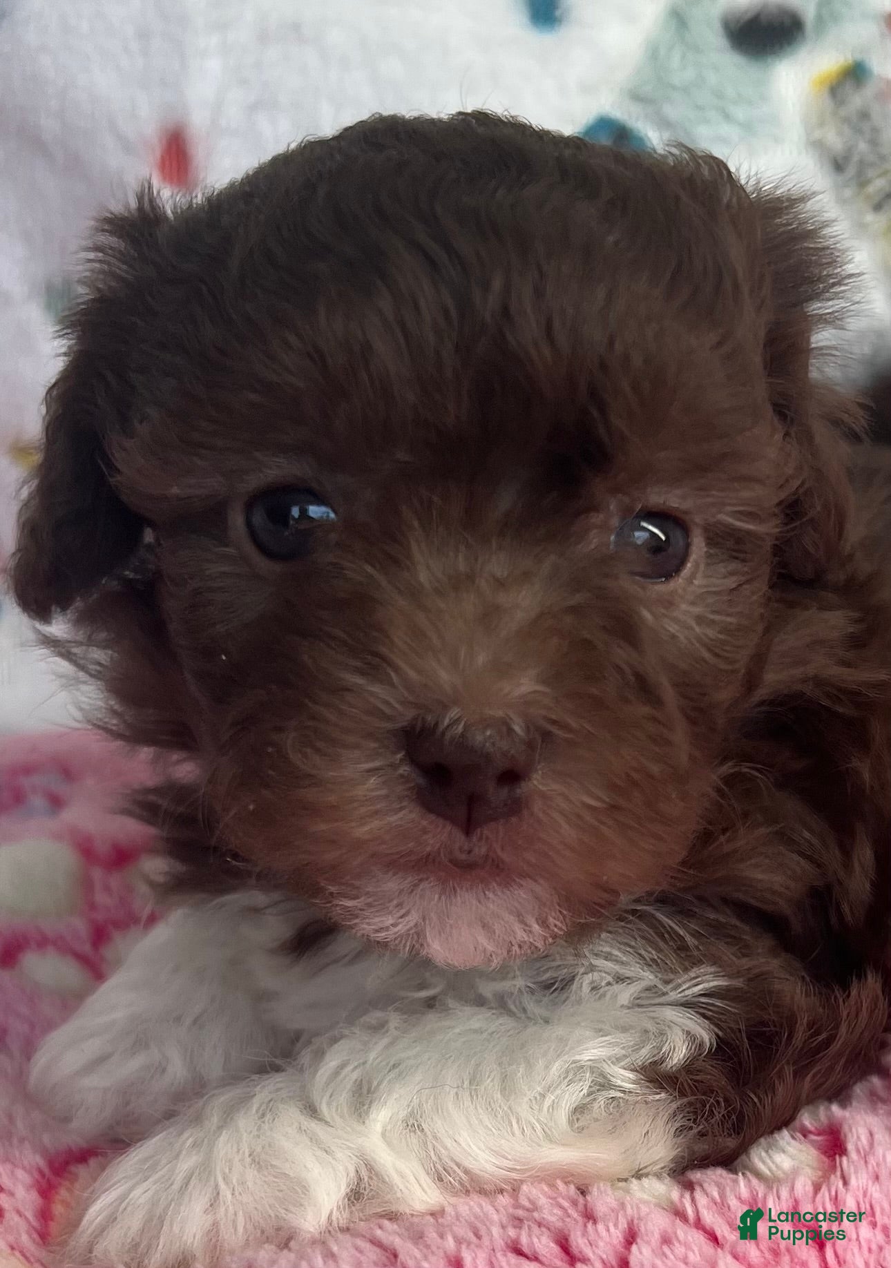 Havanese dogs Cricket  - Ad 1