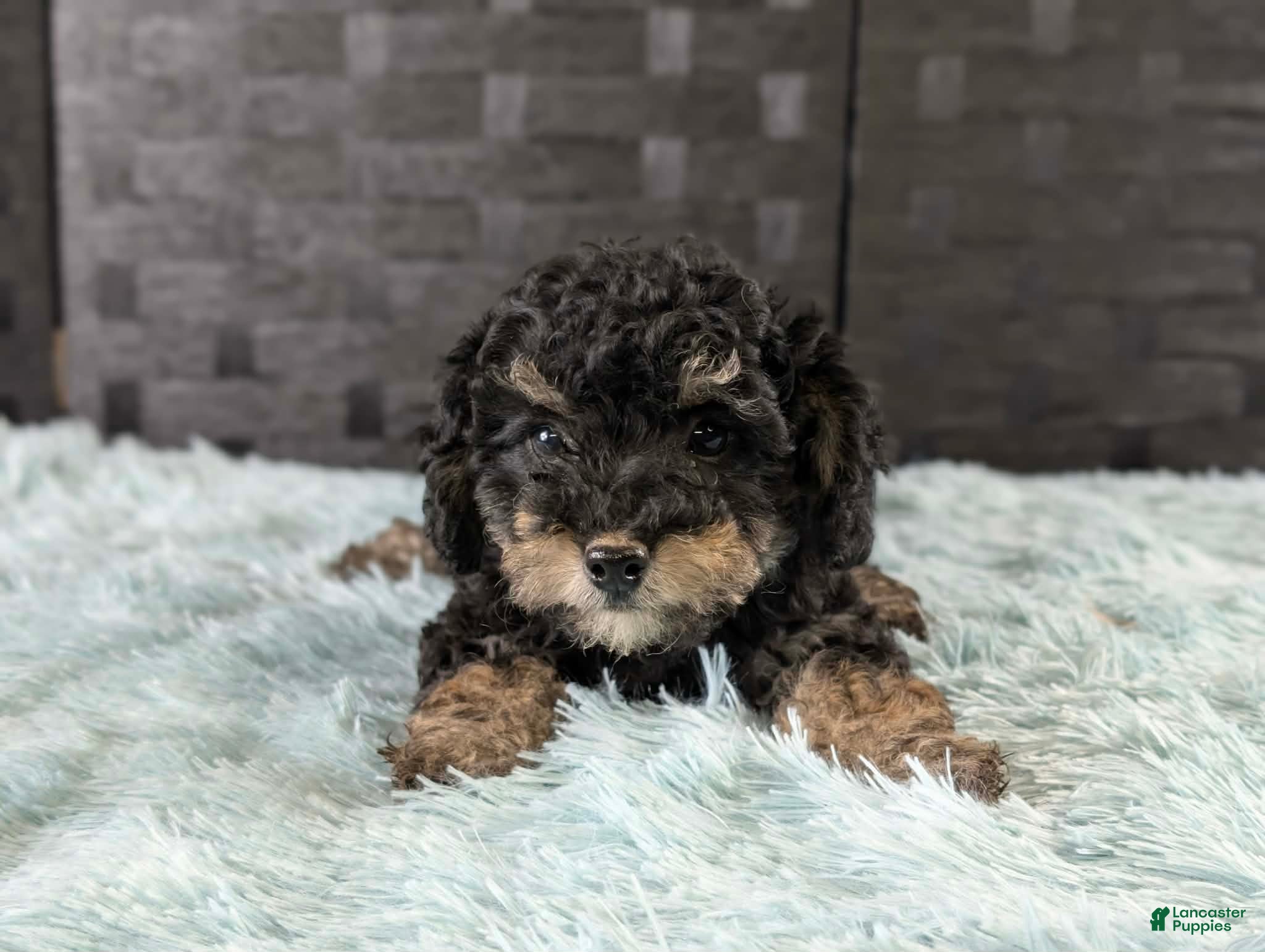 Bichpoo dogs Mose - Ad 1
