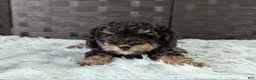 Bichpoo dogs for sale: Mose - Ad 1
