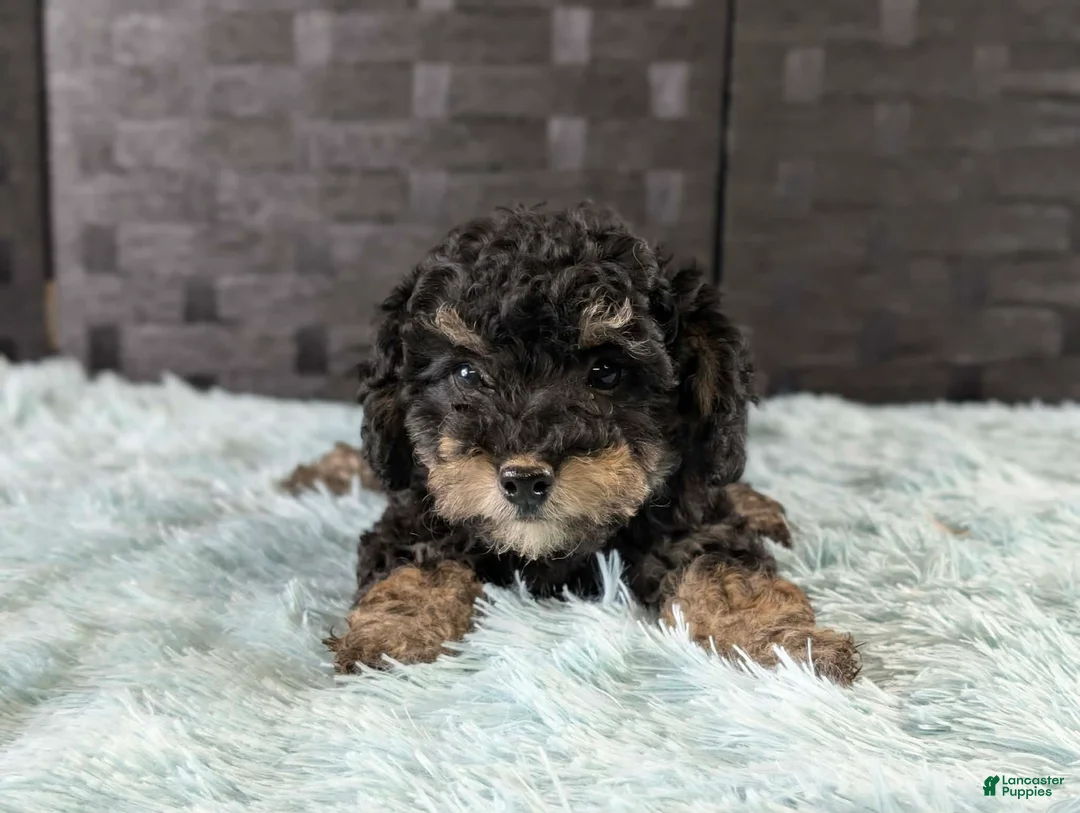 Bichpoo dogs for sale: Mose - Ad 1