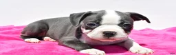 Boston Terrier dogs for sale: Roxy - Ad 5