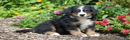 Bernese Mountain Dog dogs for sale: Beauty - Ad 2