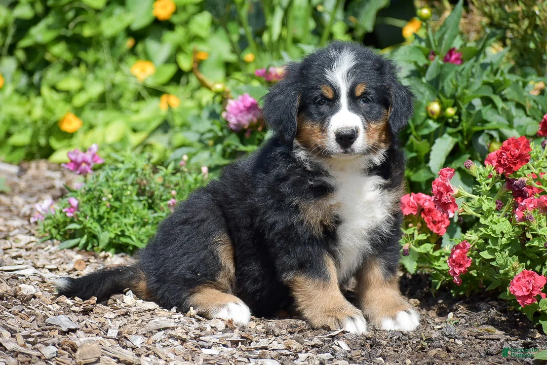 Bernese Mountain Dog dogs for sale: Beauty - Ad 2