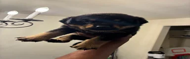 Rottweiler 2