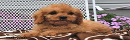 Cavapoo dogs for sale: Clifford - Ad 3