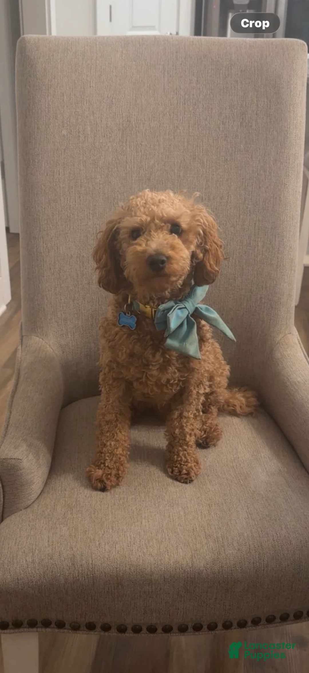 Mini Goldendoodle dogs for sale: Mini Goldendoodle Puppy 4 - Ad 7