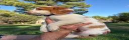 Brittany Spaniel dogs for sale: Brittany Spaniel 4 - Ad 7