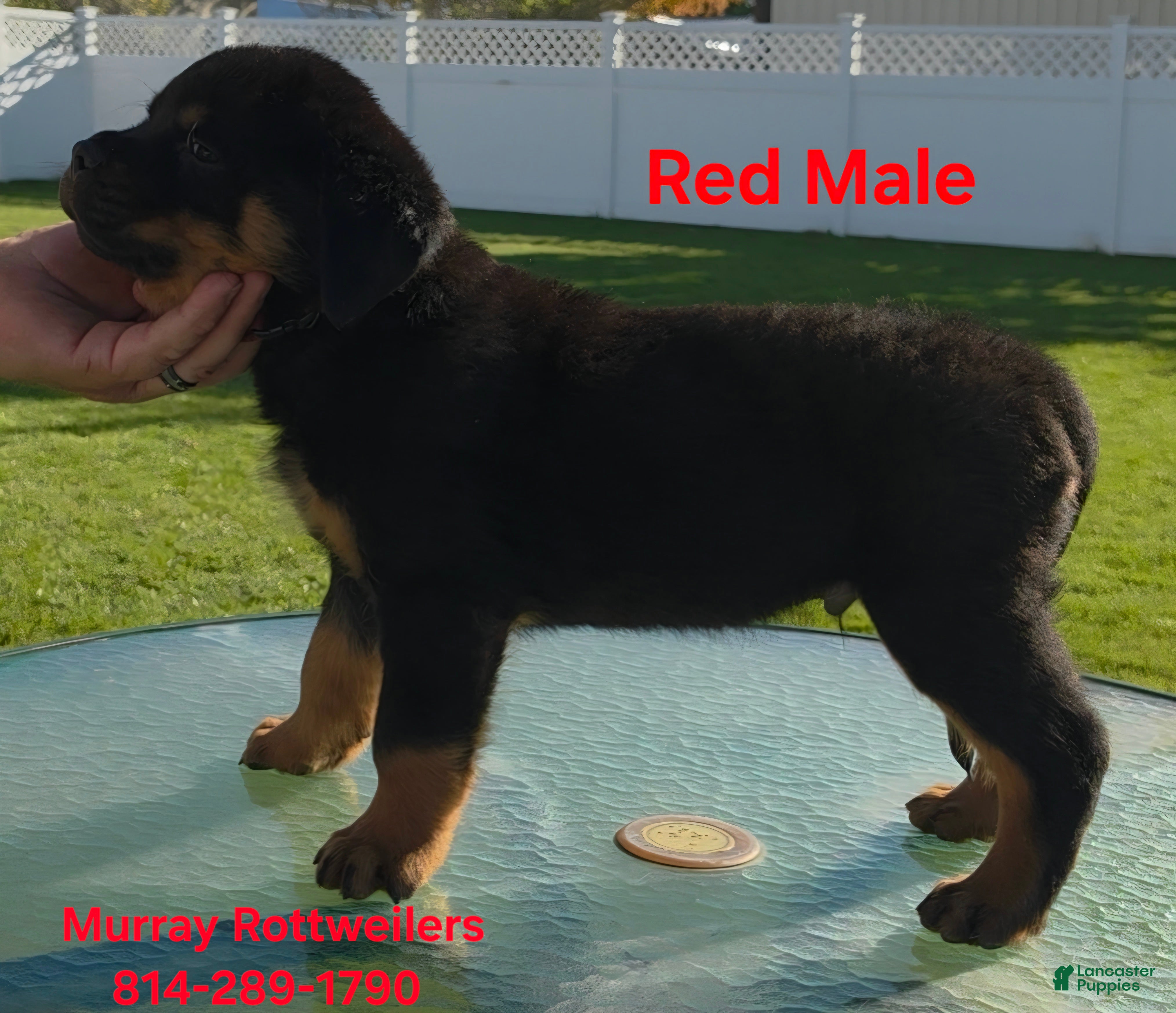 Rottweiler dogs for sale: Red - Ad 2