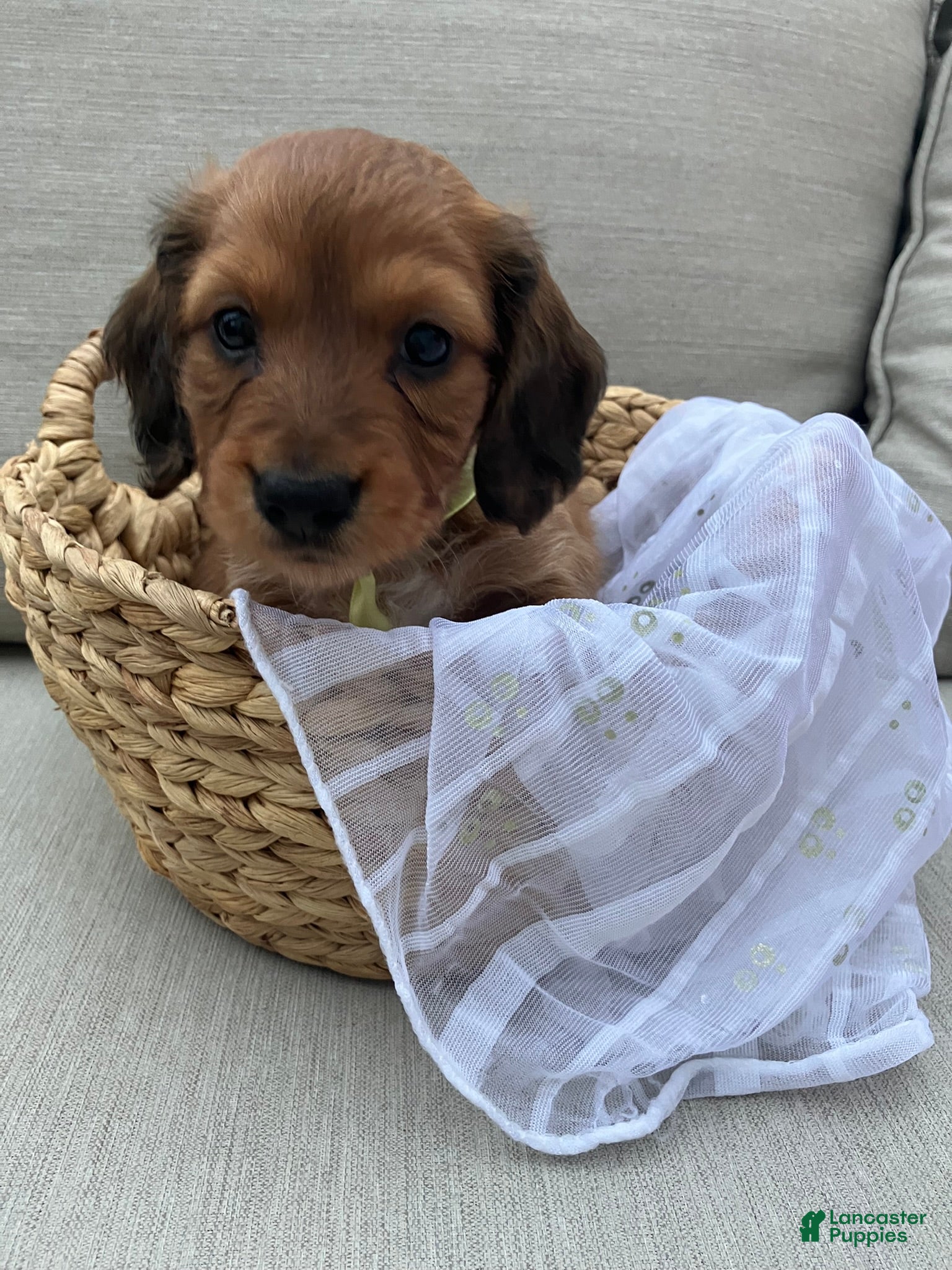Miniature Dachshund dogs Sprinkles - Ad 35