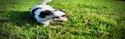 Havapoo dogs for sale: Chippy - Ad 22
