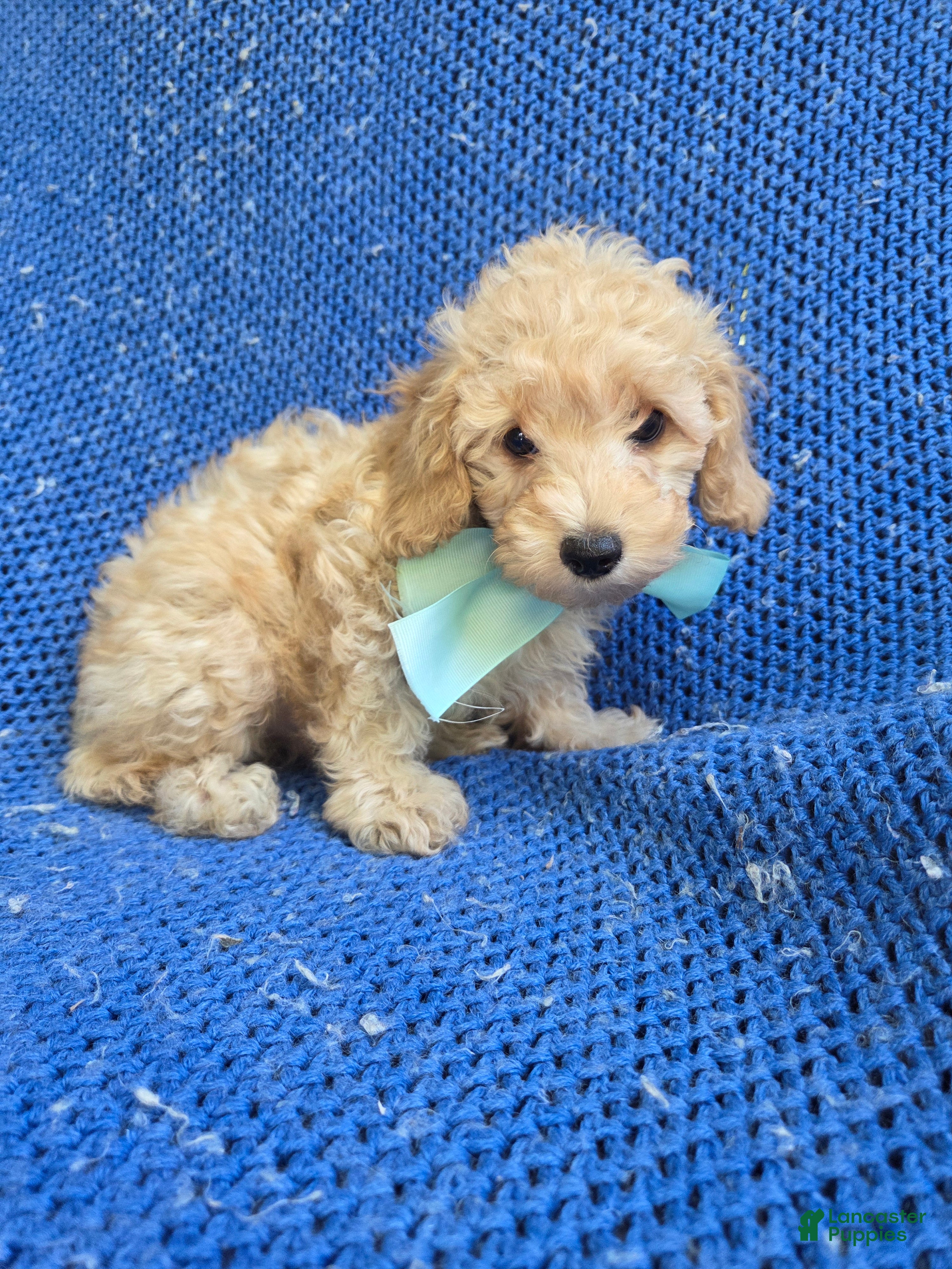 Toy Poodle dogs Vinny  - Ad 14