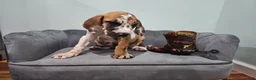 Great Dane dogs for sale: Brindlequin (Rare Coat) - Ad 9