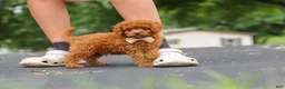Cavapoo dogs for sale: Wallen - Ad 17