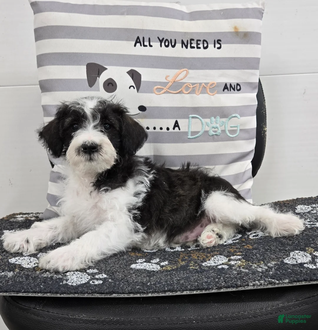 Schnoodle dogs for sale: Dusty - Ad 1