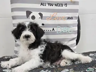 Schnoodle dogs Dusty - Ad 30