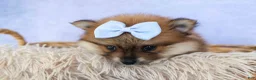 Pomeranian dogs for sale: Flossie  - Ad 10