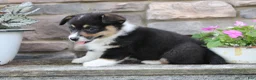 Welsh Corgi Pembroke dogs for sale: Dallas - Ad 5