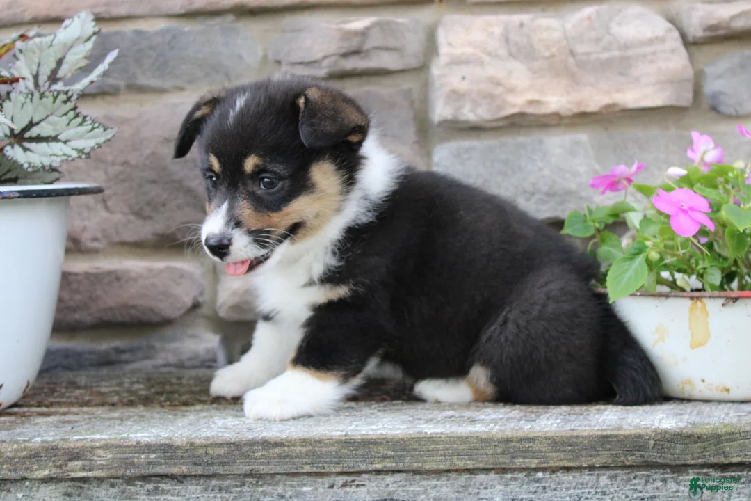 Welsh Corgi Pembroke dogs for sale: Dallas - Ad 5