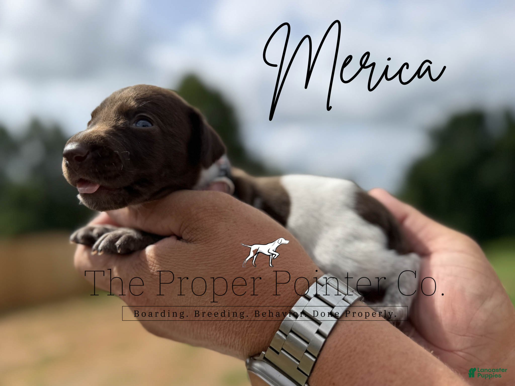 German Shorthaired Pointer dogs Merica - Ad 1