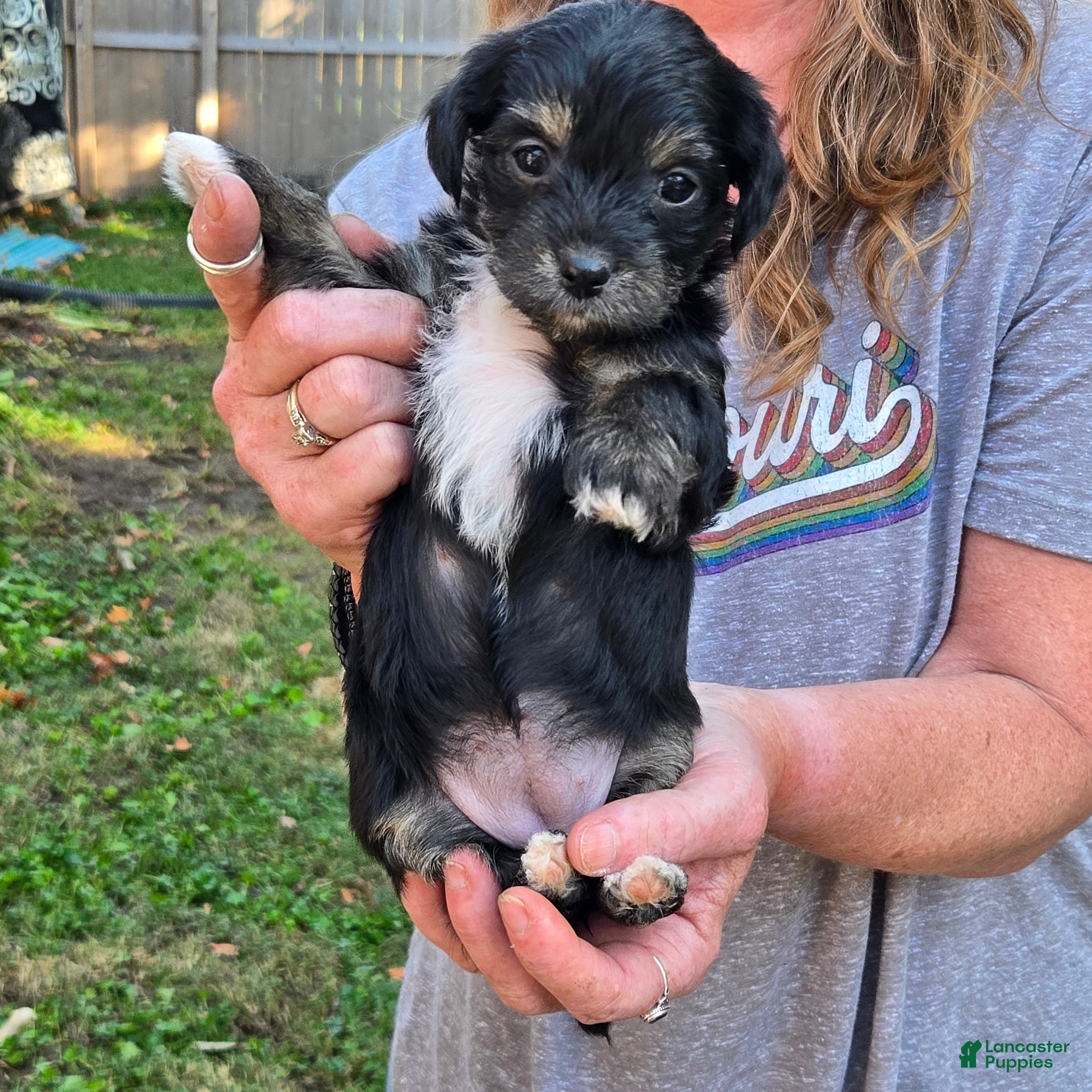 Morkie dogs for sale: Tippys - Ad 1