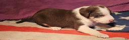 Border Collie dogs for sale: CeeCee - Ad 3