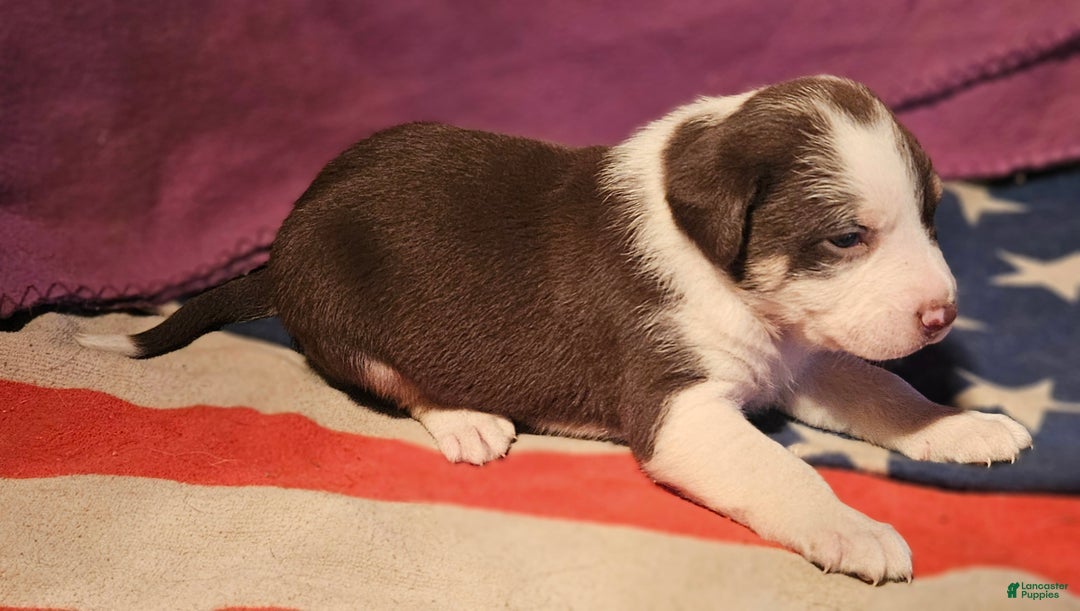 Border Collie dogs for sale: CeeCee - Ad 3