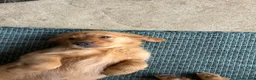 Golden Retriever dogs for sale: Golden Retriever Puppy 6 - Ad 2