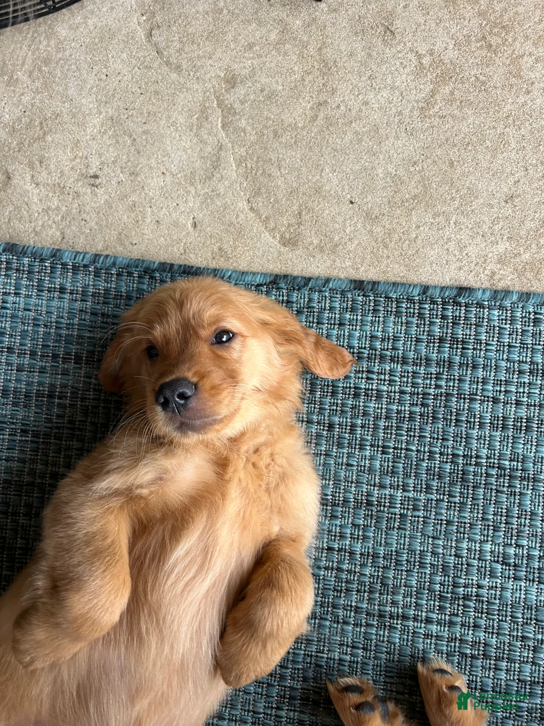 Golden Retriever dogs for sale: Golden Retriever Puppy 6 - Ad 2