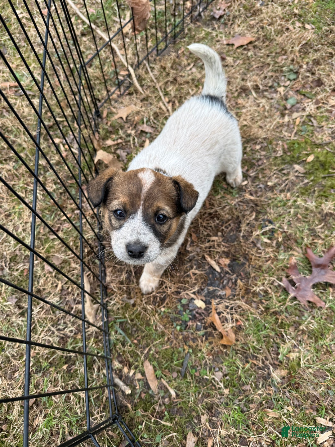 Australian Cattle Dog dogs for sale: Australian Cattle Dog Puppy 6 - Ad 2