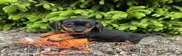 Dachshund dogs for sale: Echo - Ad 2