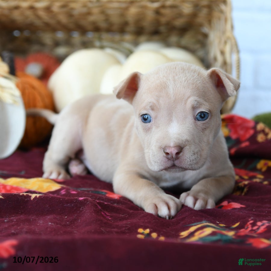 American Bully dogs Halo - Ad 2
