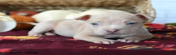 American Bully dogs for sale: Halo - Ad 2