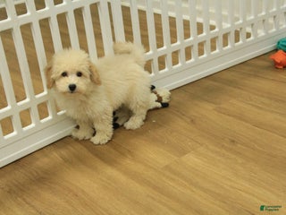 Bichpoo dogs River - Ad 25