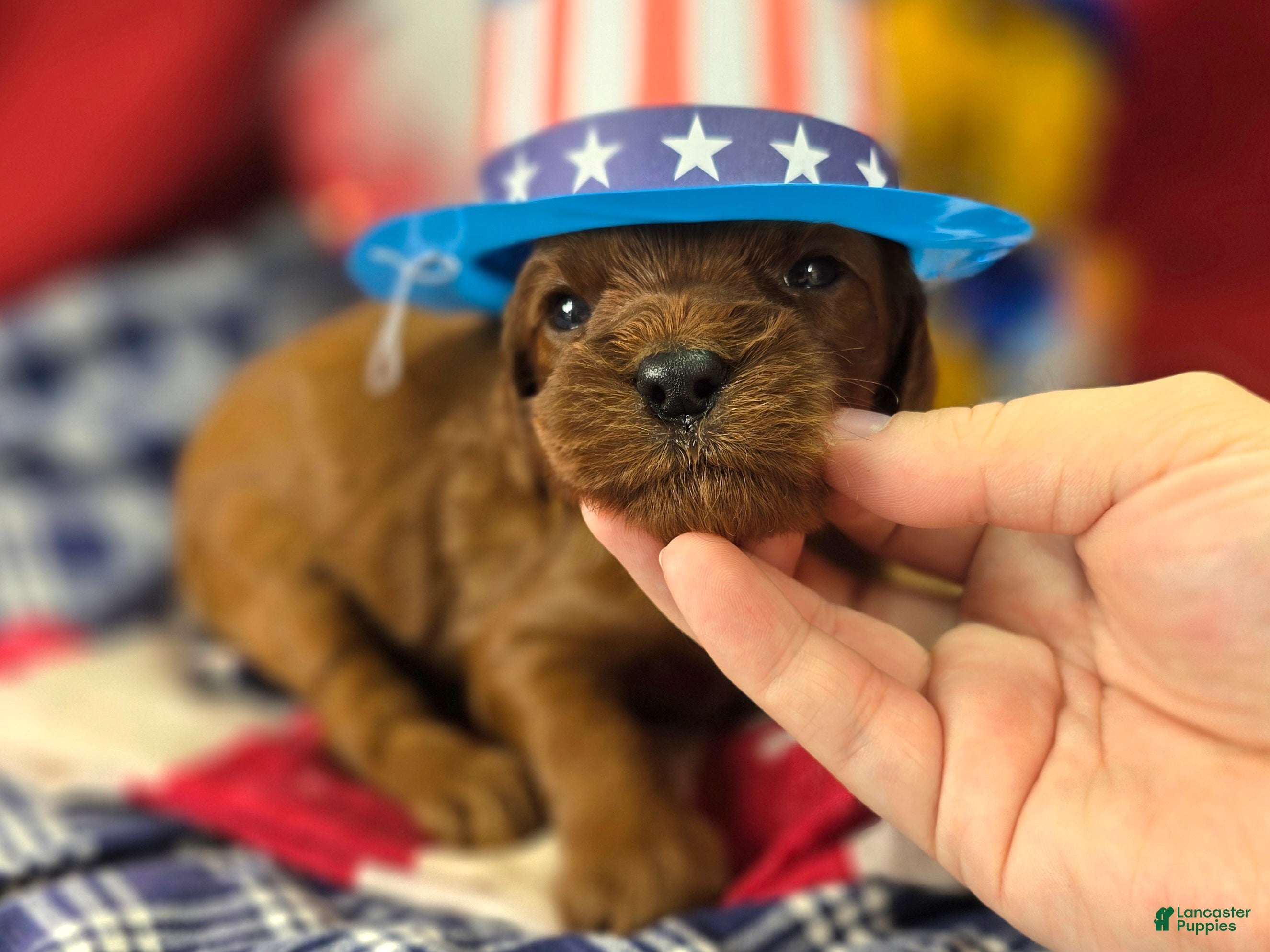 Cockapoo dogs Prada - Ad 18