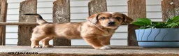 Mixed Breed dogs for sale: Willow - Ad 3