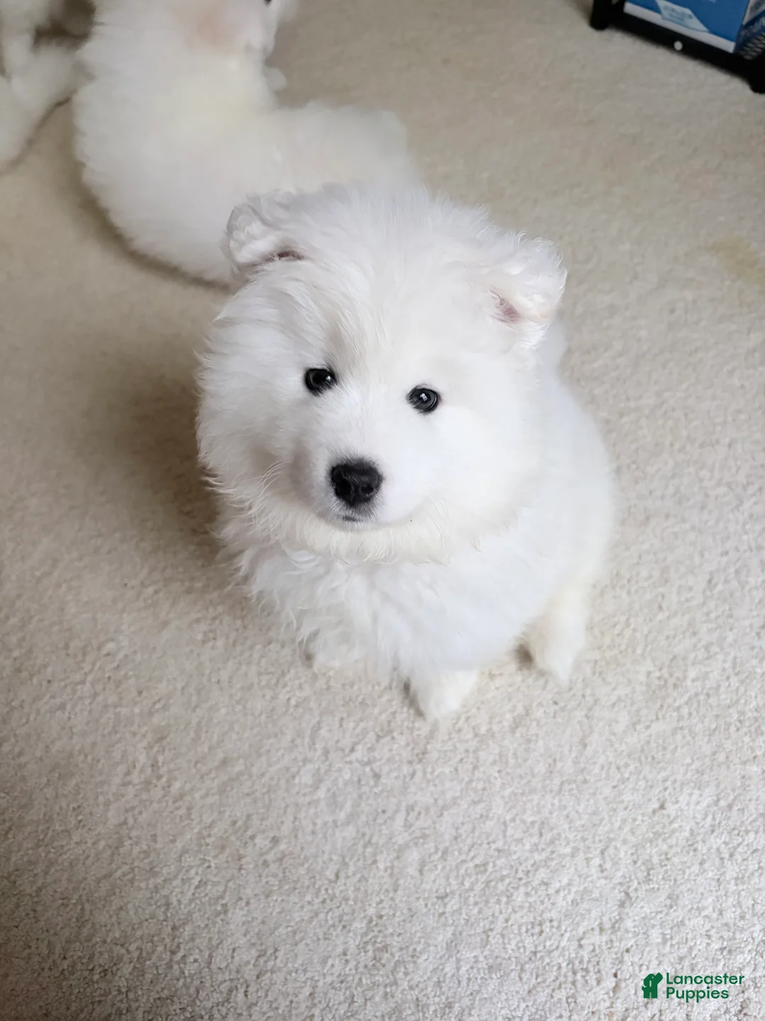 Samoyed dogs for sale: Samoyed Puppy 3 - Ad 2
