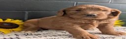 Goldendoodle dogs for sale: Misty - Ad 4