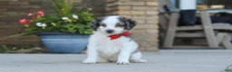 Mini Bernedoodle dogs for sale: Huck - Ad 5