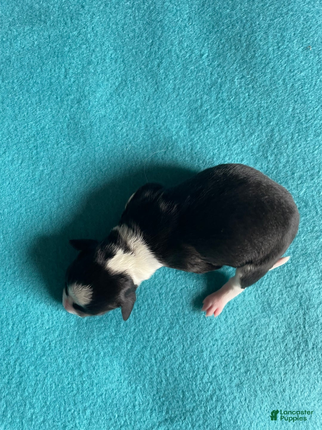 Mixed Breed dogs for sale: Renee - Ad 13