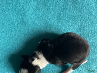 Mixed Breed dogs Zigity L - Ad 18