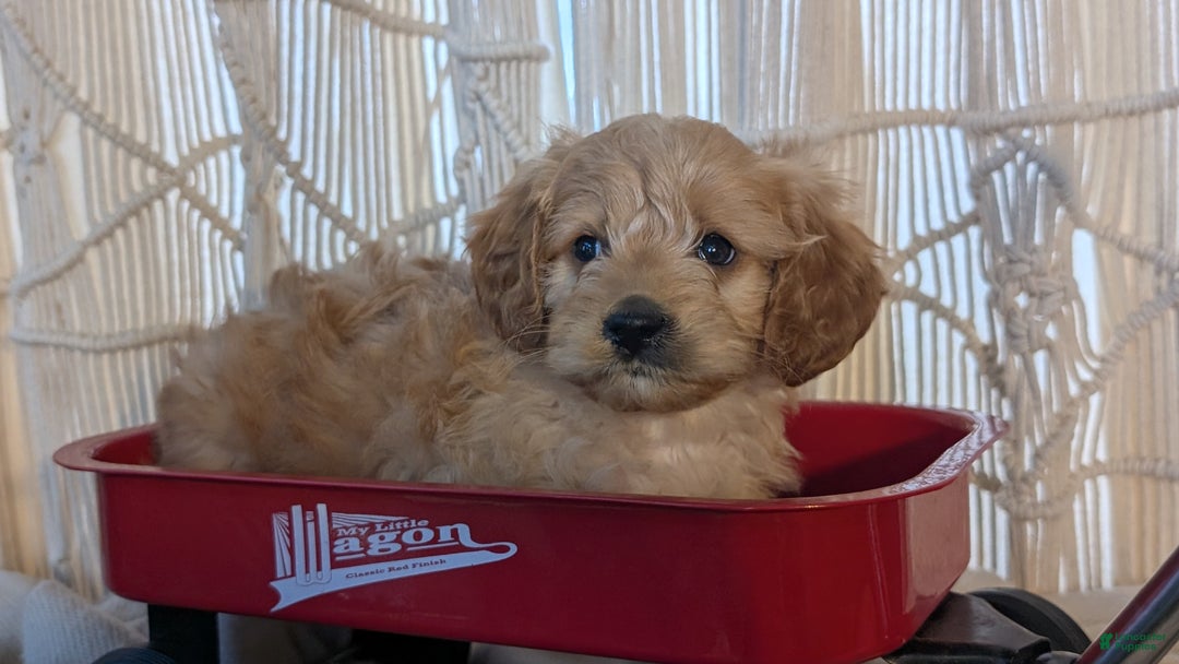 Cavapoo dogs for sale: Arlo - Ad 2